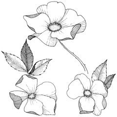 Fototapeta premium Wild rose in a vector style isolated. Full name of the plant: rose. Vector flower for background, texture, wrapper pattern, frame or border.