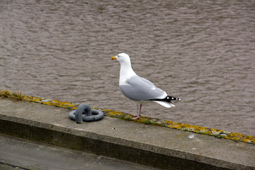 Mouette sur le bord des quais à Trouville-Deauville (Normandie France)