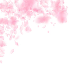Sakura petals falling down. Romantic pink flowers falling rain. Flying petals on white square backgr