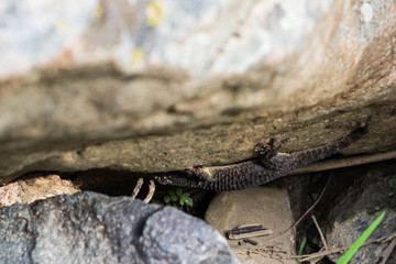 lagarto