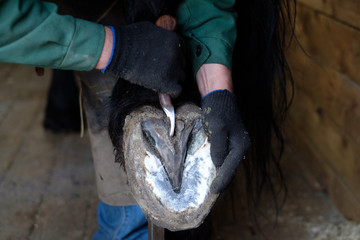 The blacksmith cleans the hooves of the horse with special tools. Close-up.