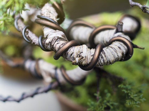 Japanese Bonsai a Scots Pine (Pinus Sylvestris) bonsai in its early stages of creation.