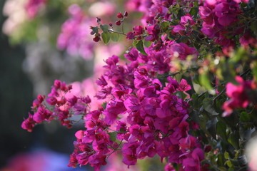 Fototapeta premium Bright pink flowers