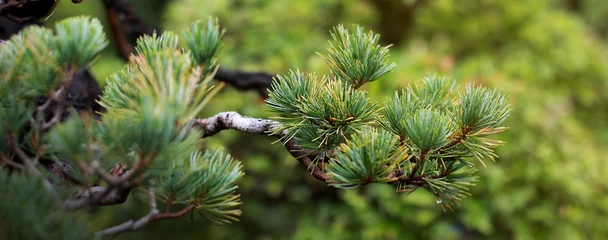 Fotobehang Bonsai Bonsai Japanese in Garden, Panorama frame.  © Nori Wasabi