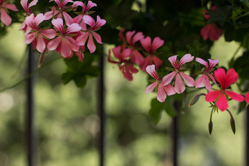 soft focus natural garden concept with many small pink flowers on unfocused blurred green background