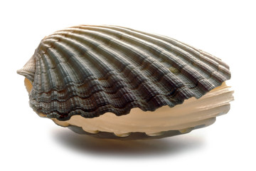 Pecten jacobaeus  Mediterranean scallop Mittelmeer-Pilgermuschel  Jakobsmantel                                  ft81081777 Cappasanta 