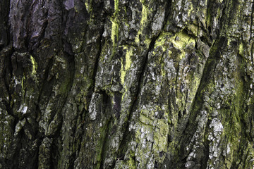 Bark with moss