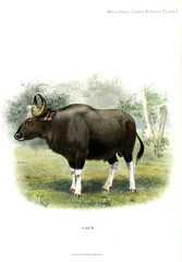 Illustration of animal