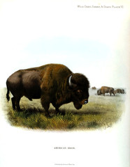 Illustration of animal © ruskpp