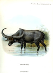 Illustration of animal