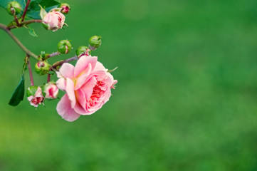 Blooming rose flowers in the garden.