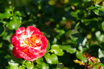 Obraz premium Blooming rose flowers in the garden.