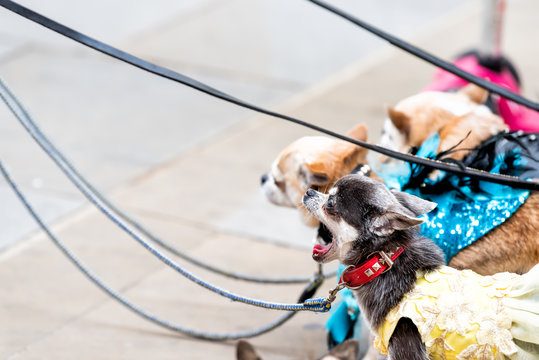 Closeup Of Many Small Chihuahua Dogs On Leash, Funny Yawning Open Mouth Standing Waiting By Dog Walker On London Street