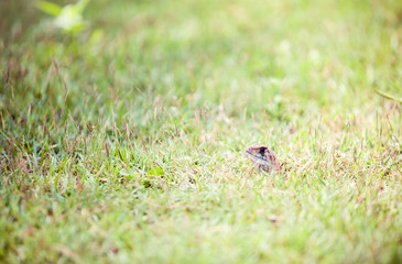 Lizard in the grass