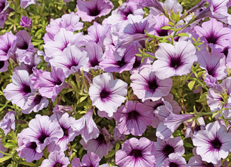 Blühende violette Petunien