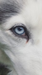 Siberian husky - Eye close up © Appu