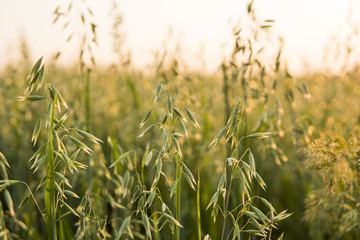 Close up on a green oat ears of wheat growing in the field in sunny day. Agriculture. Nature product.