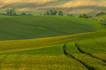 Obraz premium Moravian fields in spring