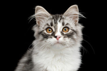 Fototapeta na wymiar Portrait of Silver Siberian kitten with furry coat Looking in camera on isolated black background