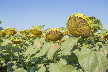 Large ripe sunflowers, a field of sunflowers harvesting
