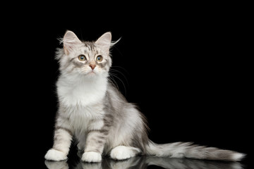 Silver Tabby Siberian kitten with furry coat sitting and Looking at side on isolated black background with reflection, front view