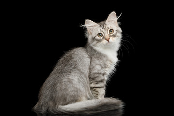 Fototapeta na wymiar Silver Tabby Siberian kitten with furry coat sitting and stare on isolated black background with reflection, back view