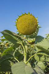 Ripe big sunflower against the blue sky under the scorching sun