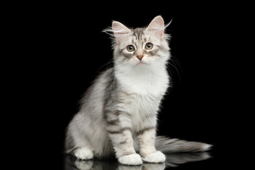 Fototapeta na wymiar Silver Tabby Siberian kitten with furry coat sitting and stare on isolated black background with reflection, front view