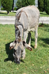 Donkey 1