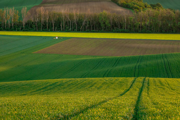 Moravian fields in spring