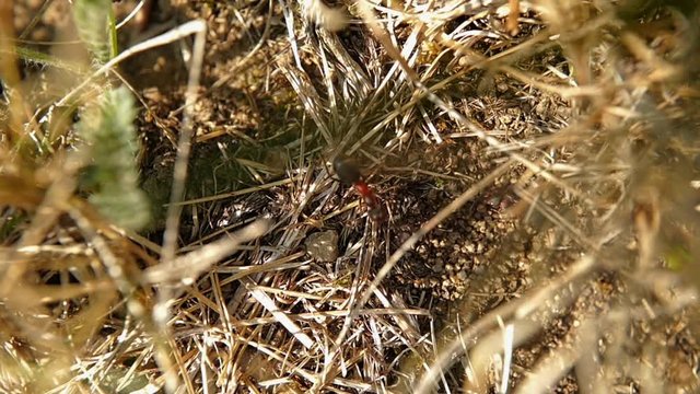 le chemin des fourmis charpentieres