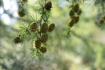 green larch cones