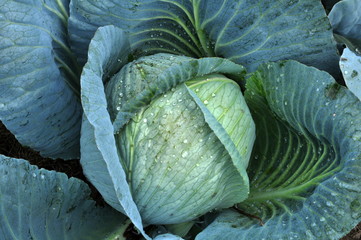 Head of white cabbage
