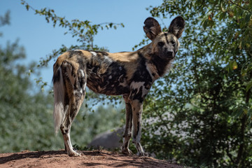 African Painted Dog