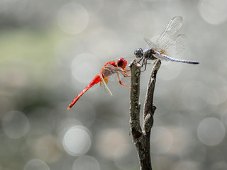 Two red and blue dragonfries face to face and catching on same branch in sun light at morning on bokeh background
