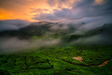 Landscape of tea plantation on mountains at Cameron Highlands with mist at sunset near Kuala Lumpur, Malaysia.