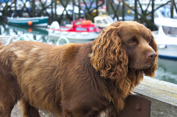 A dog in a port