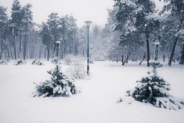 Benches in winter snowy park at morning