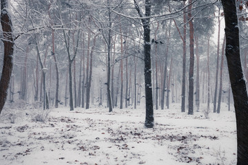 Ravens sitting on a snowy tree in the winter forest.