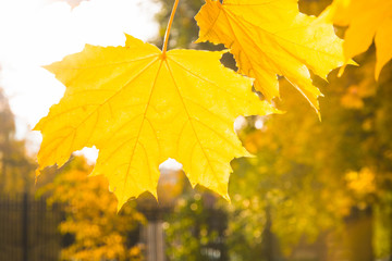 Obraz premium Golden autumn maple leaves in park as background. Selective focus. Fall pattern.