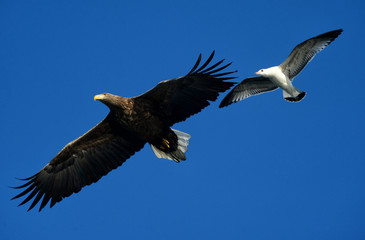Eagles in the wild