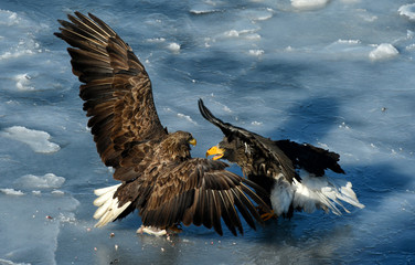 Eagles in the wild