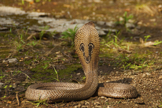 The Indian cobra, Naja naja, also known as the Spectacled cobra, Asian cobra or Binocellate cobra, India
