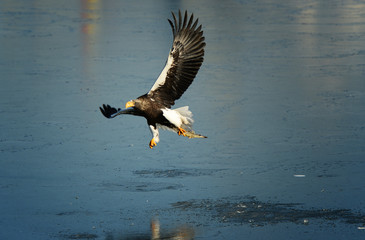 Eagles in the wild