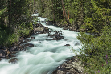 Fototapeta premium mountain river. fast stream water. Russia Altai