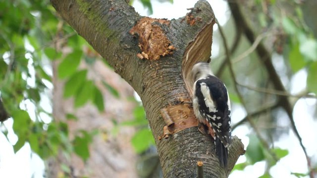 Woodpecker eats a hazelnut in tree