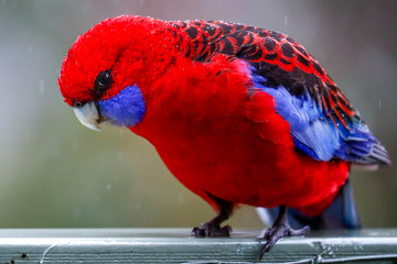 Crimson Rosella Parrot