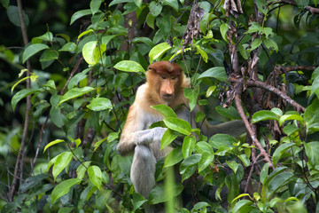 The proboscis monkey or Nasalis larvatus or long-nosed monkey, Indonesia