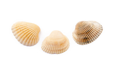 Exotic sea shells isolated on white background