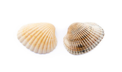 Exotic sea shells isolated on white background